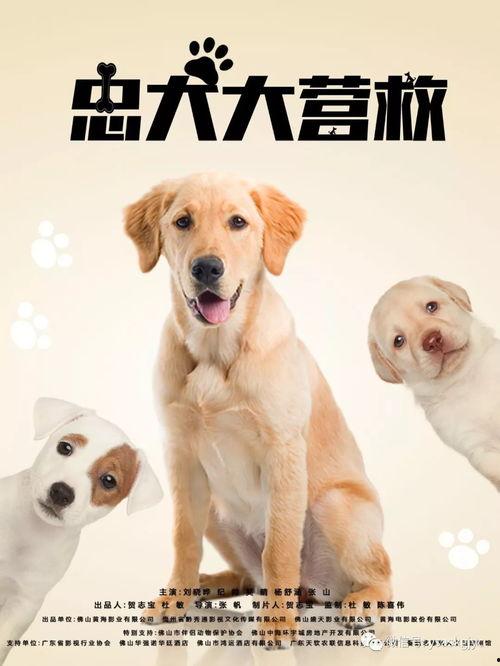 忠犬大营救,忠犬大营救的感人瞬间